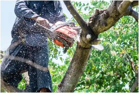 tree services Río Lajas